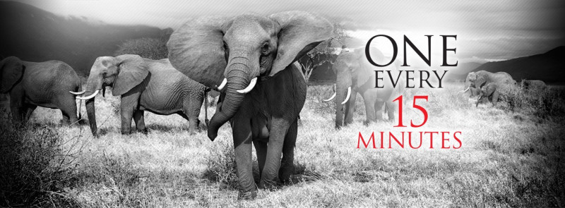 elephantkilledevery15minutes